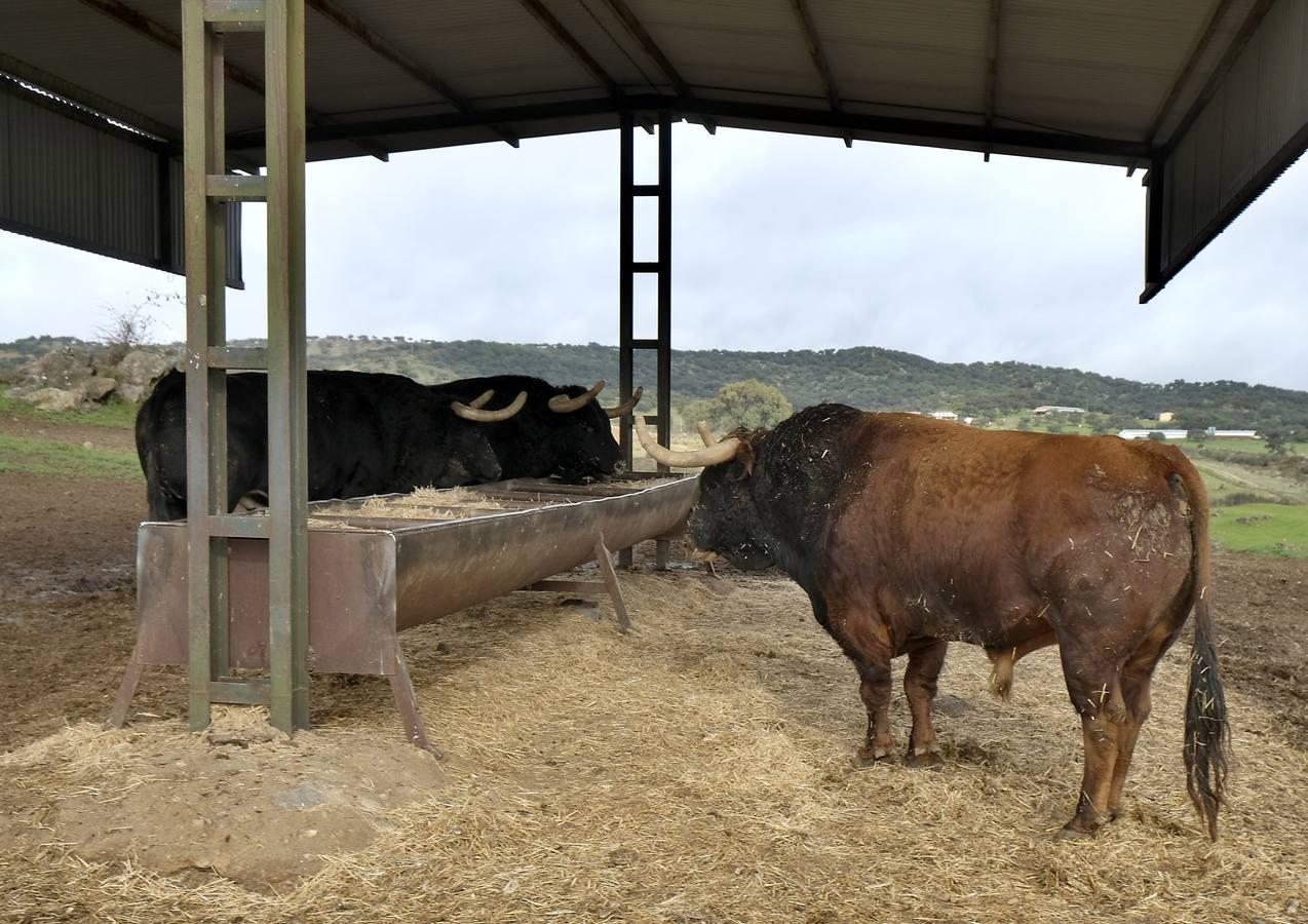 Fotogalería: La pandemia también se lleva por delante el turismo taurino