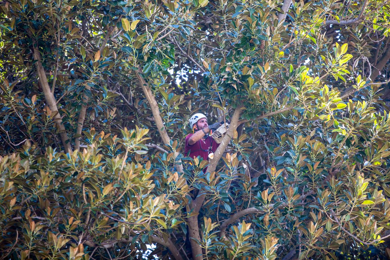 Los Jardines de Murillo se acicalan para su reapertura