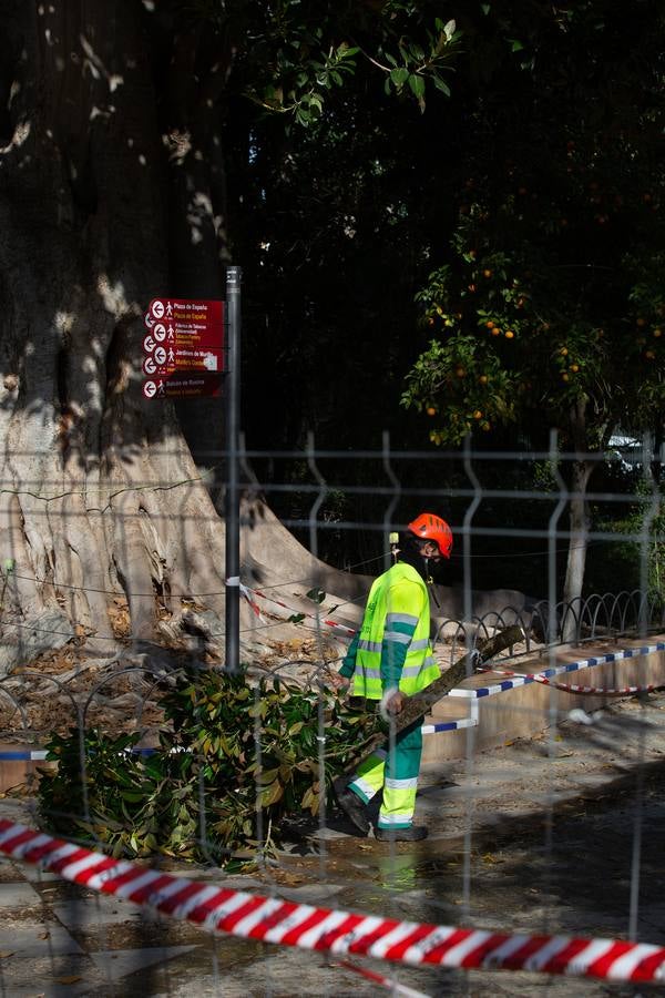 Los Jardines de Murillo se acicalan para su reapertura