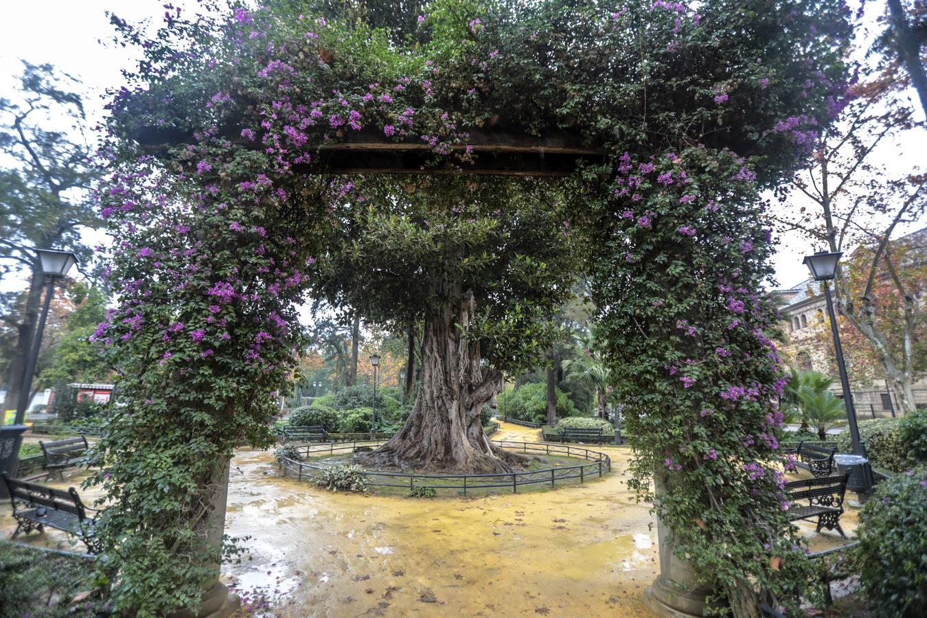 Estampas de otoño en Sevilla