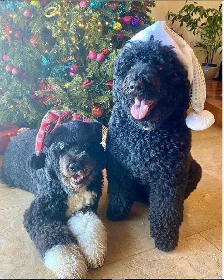 Los Obama han disfrutado de la compañía de sus dos perros, que lucen gorritos navideños. 
