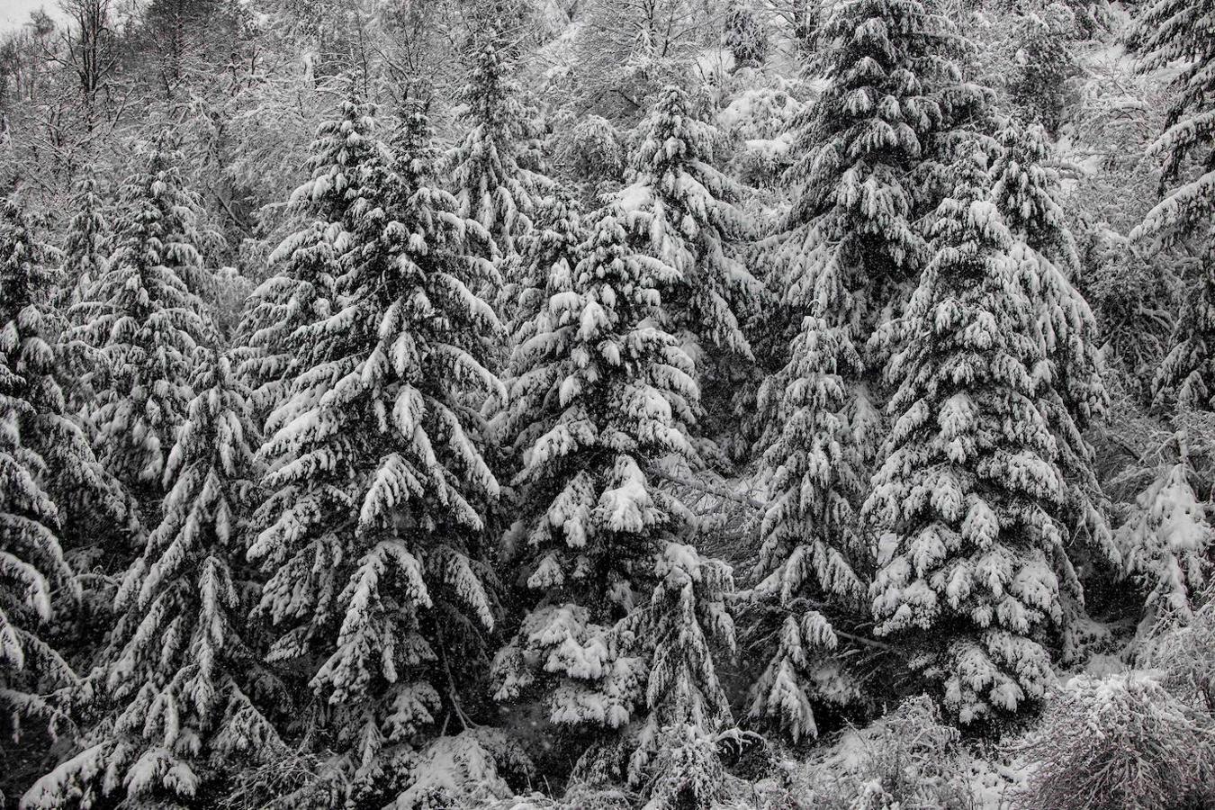 La autopista del Huerna (AP-66), principal vía de comunicación entre Asturias y León, está ya reabierta al tránsito de camiones tras las intensas nevadas de las últimas horas. En la imagen, nevada enun bosque cercano al puerto de Pajares. 