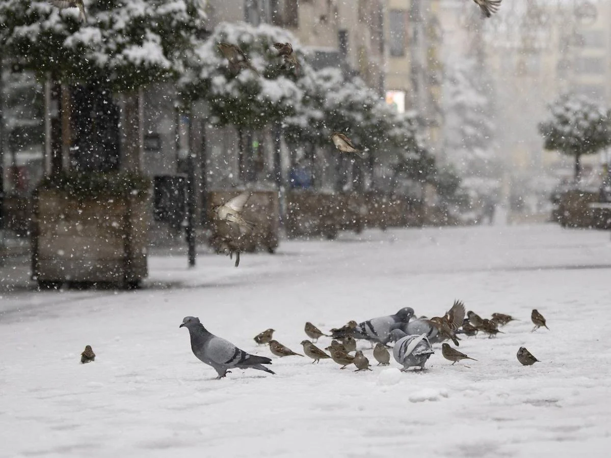 Palomas en Cuenca. Unas palomas sobre la nieve en el centro de Cuenca este viernes en una jornada marcada por el temporal causado por el paso de la borrasca
