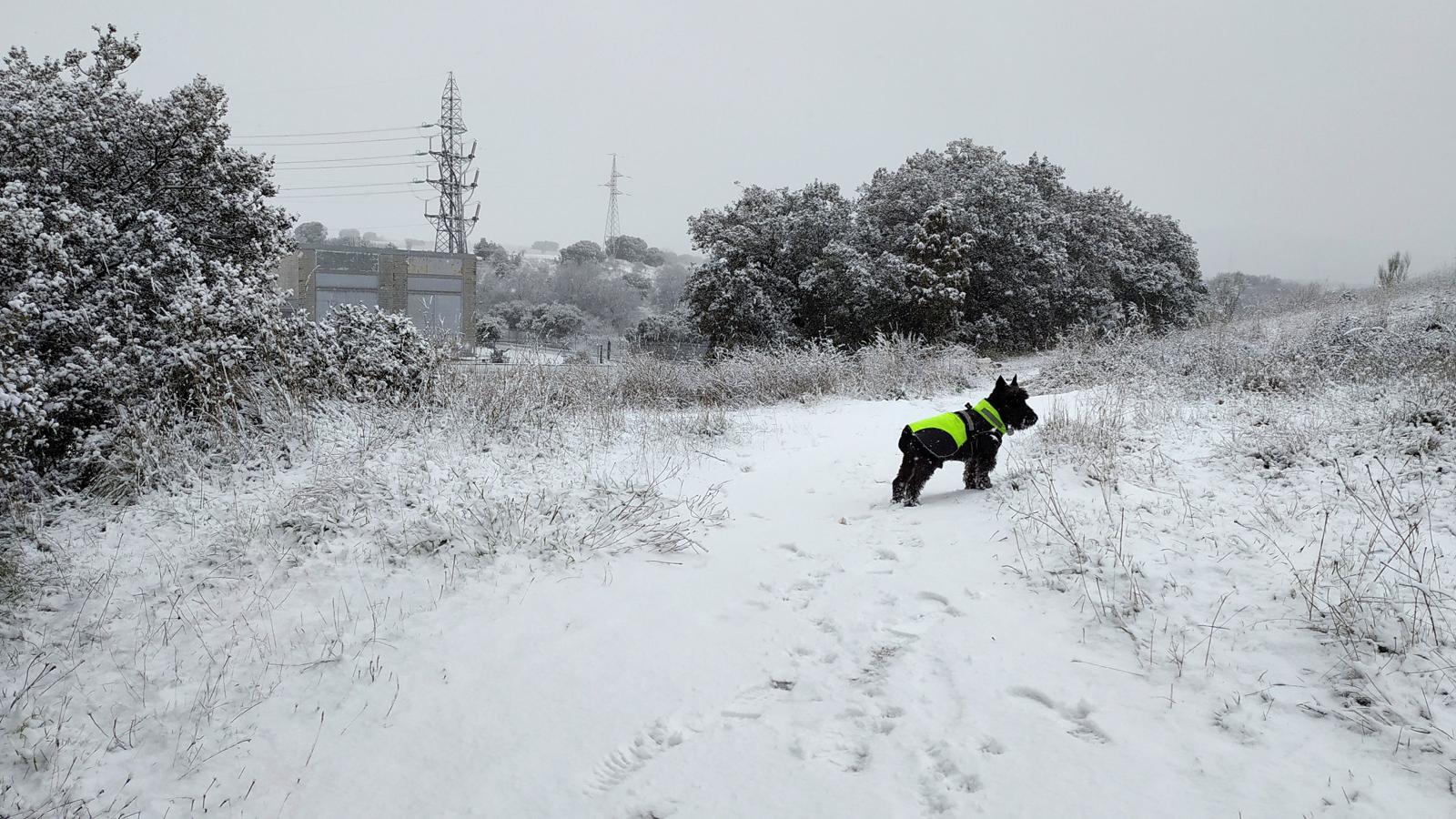 Estampa navideña. Un perro, la mañana de este viernes, en la localidad madrileña de Villanueva del Pardillo después de la nevada caída el día anterior. Las mayores precipitaciones en toda la región se esperan entre las 18 horas del viernes y la madrugada del sábado.