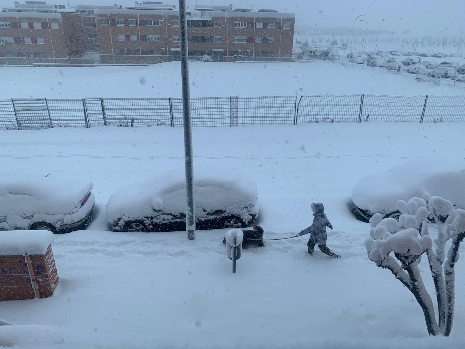 Los coches, sepultados por la nieve en Illescas (Toledo). 