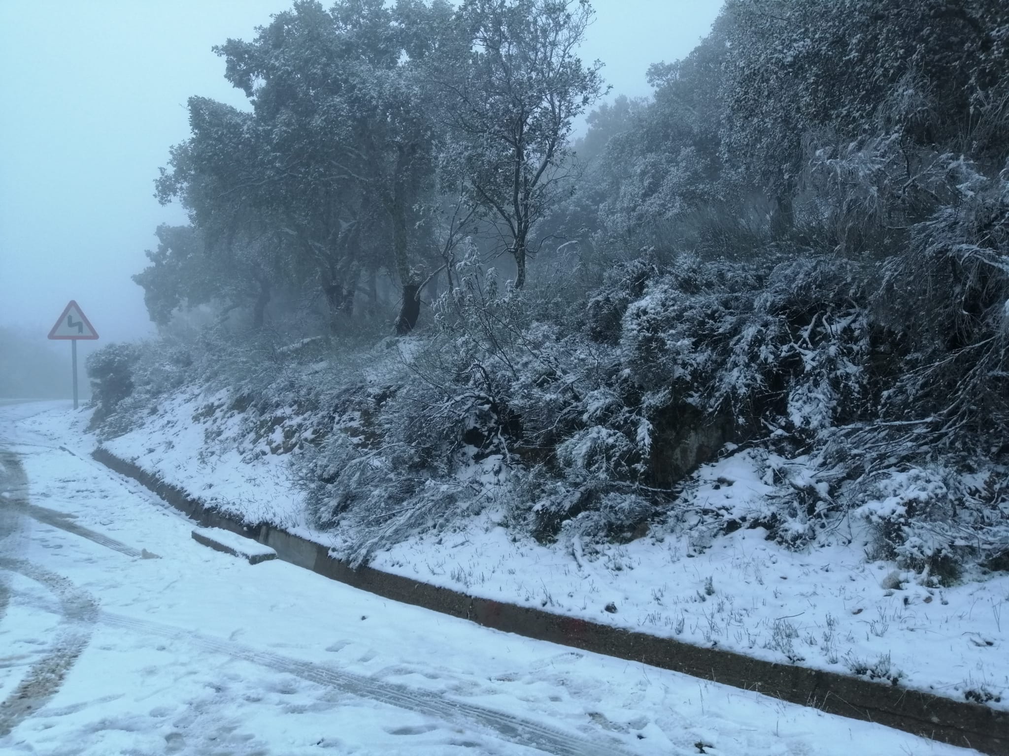 En imágenes, las primeras nevadas en la Sierra Norte de Sevilla