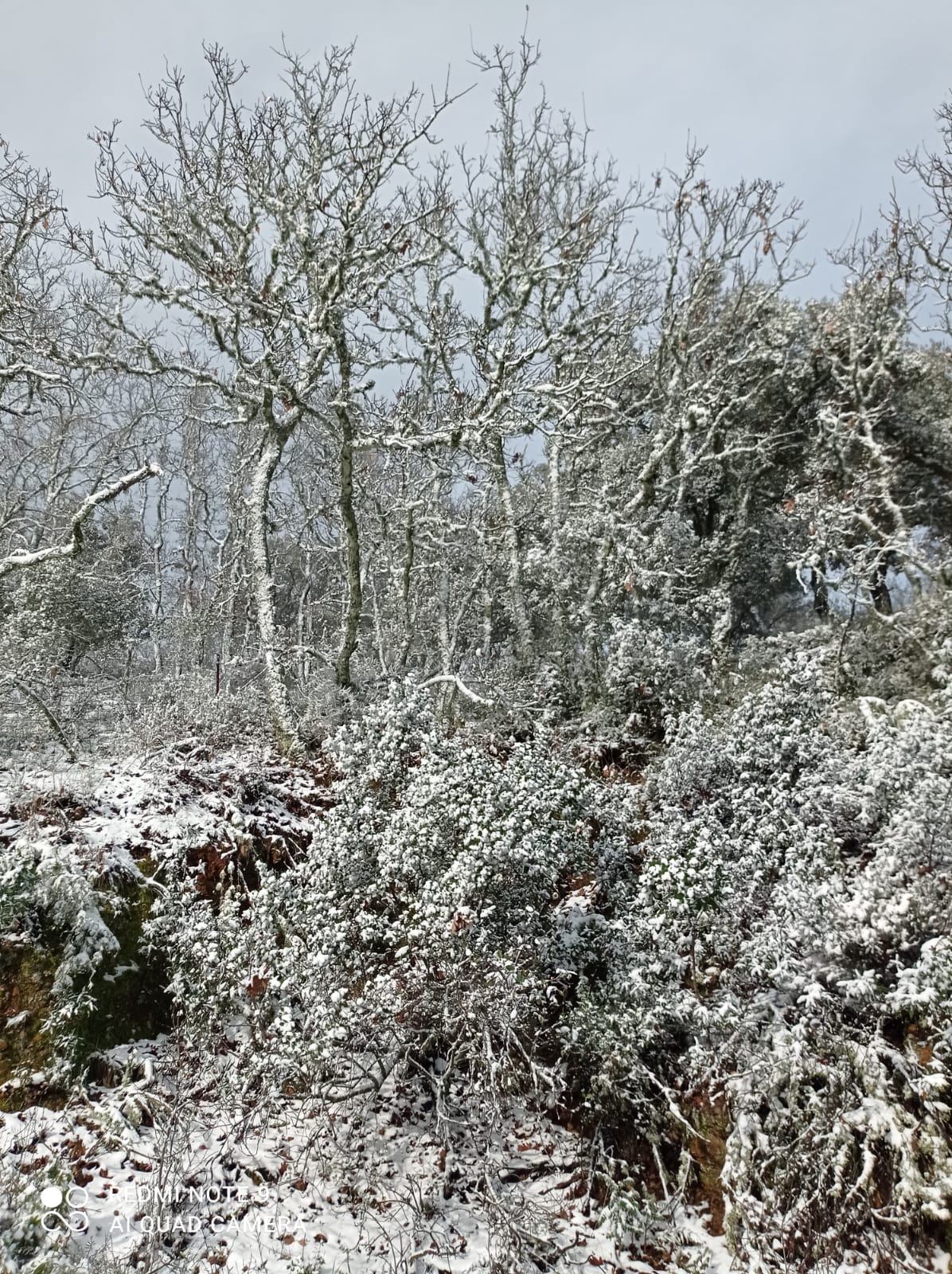 Árboles nevados en Constantina