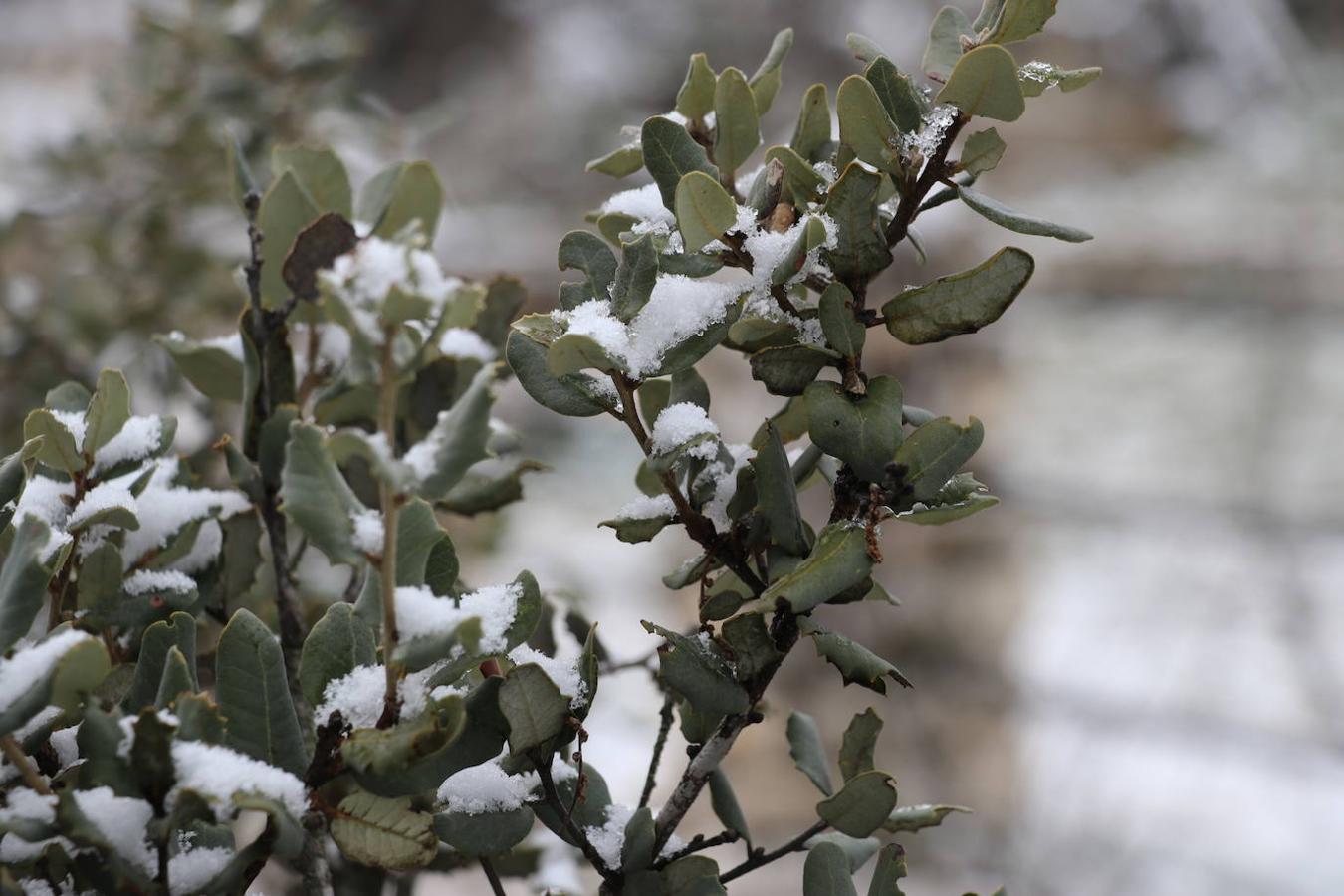 La nieve en la Sierra de Cabra este domingo, en imágenes