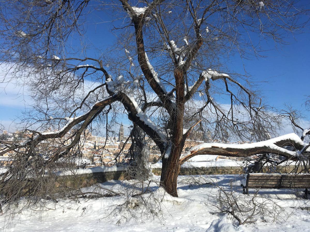 Un arbol caído por el temporal. 