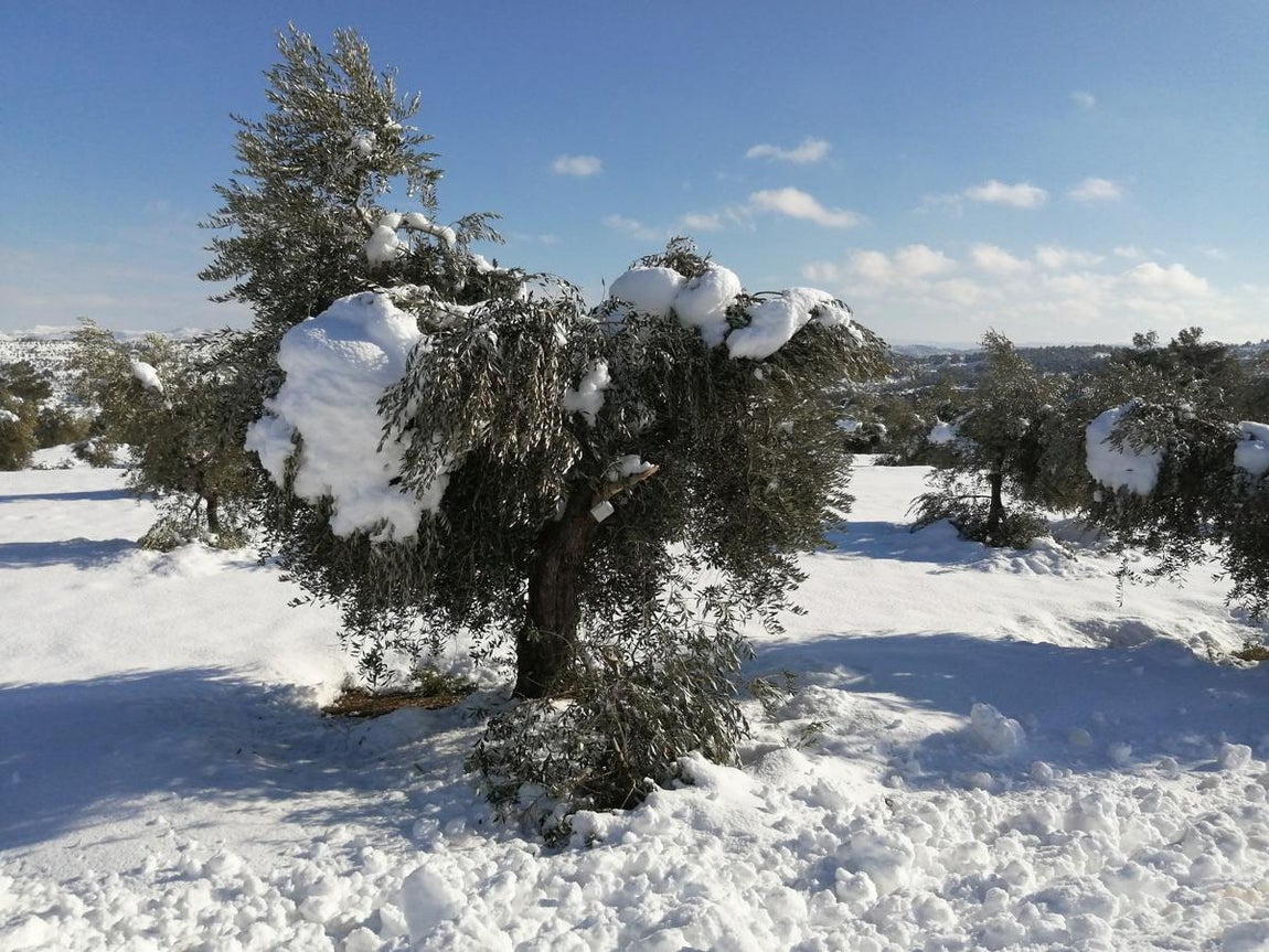 Los estragos de Filomena en el campo español. 