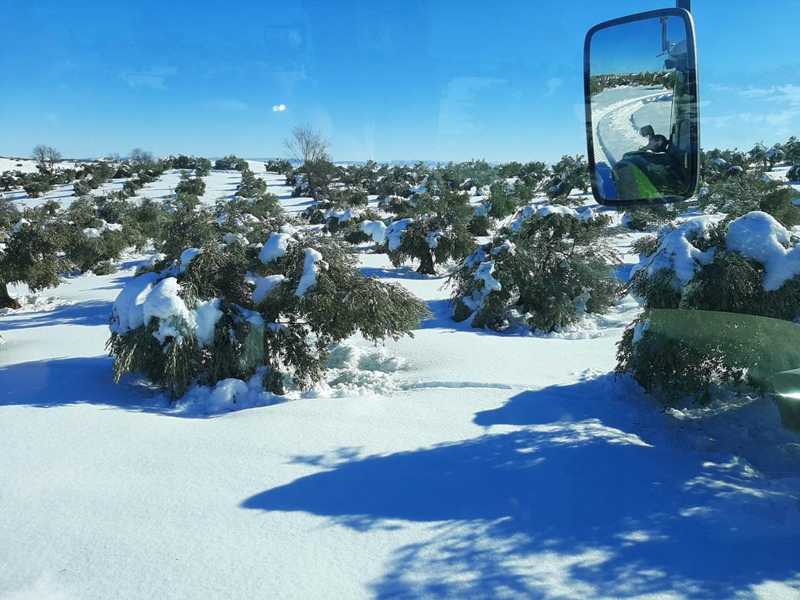 Los estragos de Filomena en el campo español. 