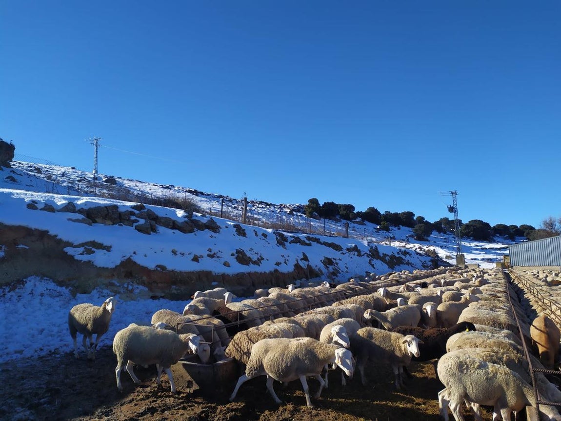 Los estragos de Filomena en el campo español. 