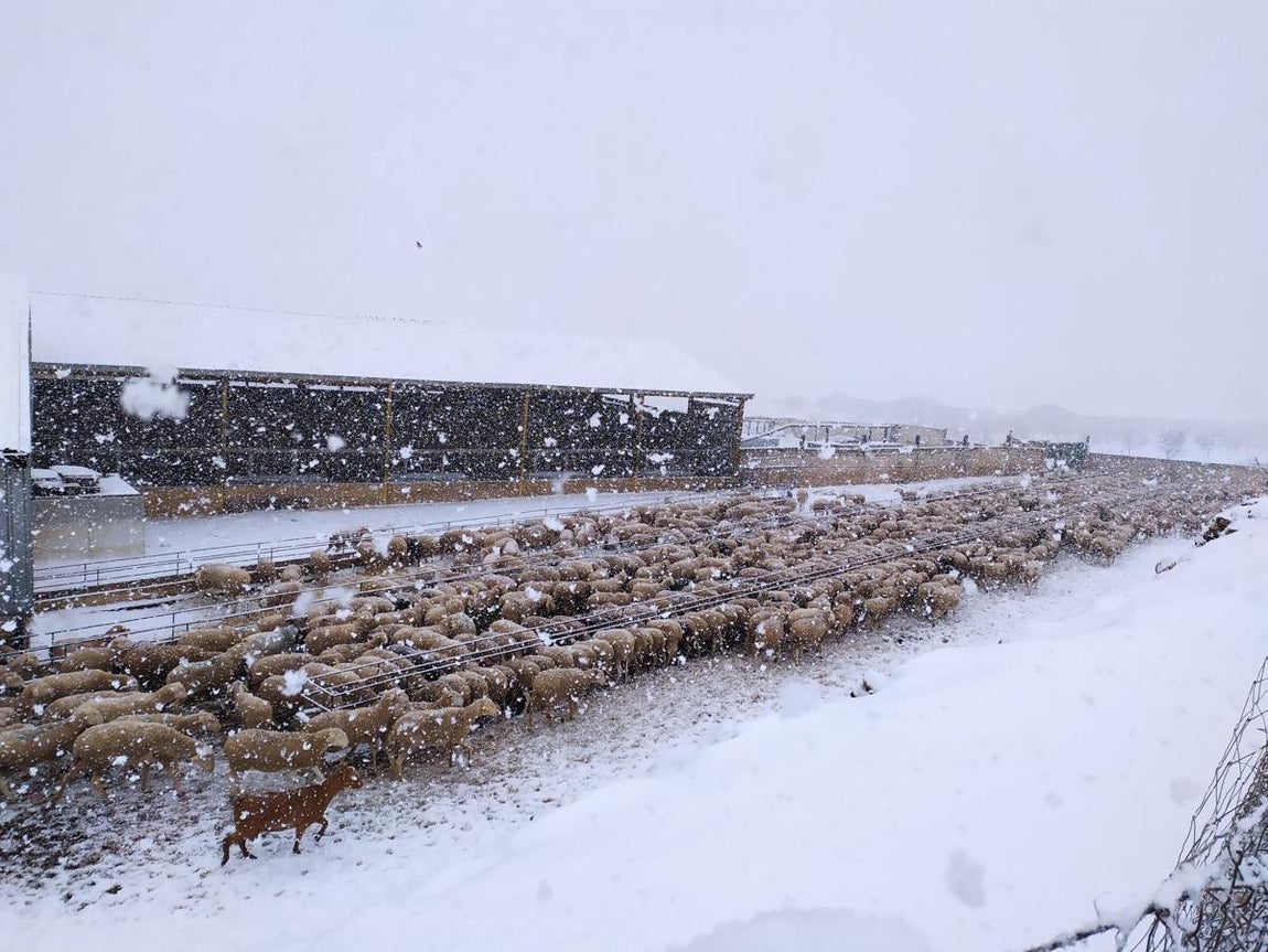 Los estragos de Filomena en el campo español. 