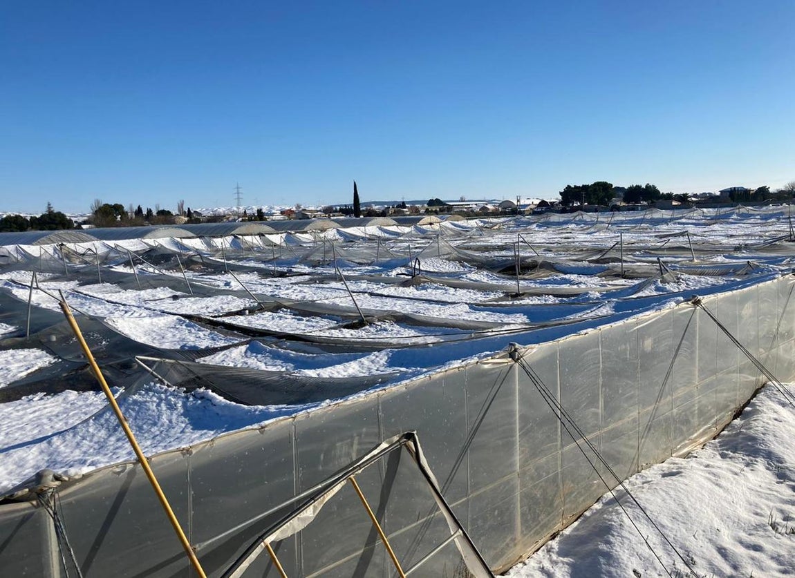 Los estragos de Filomena en el campo español. 