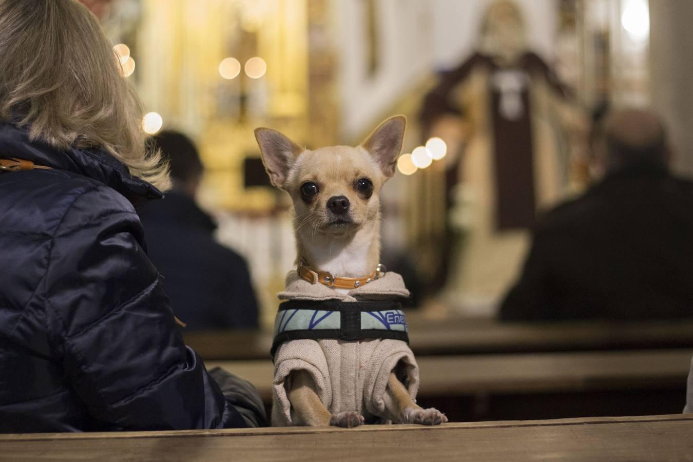 Bendición de animales por San Antón en Sevilla