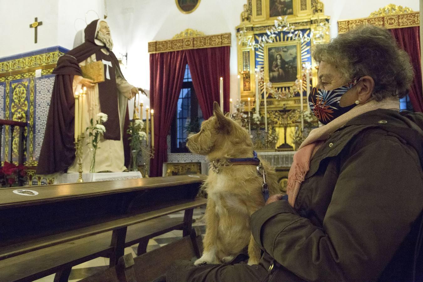 Bendición de animales por San Antón en Sevilla