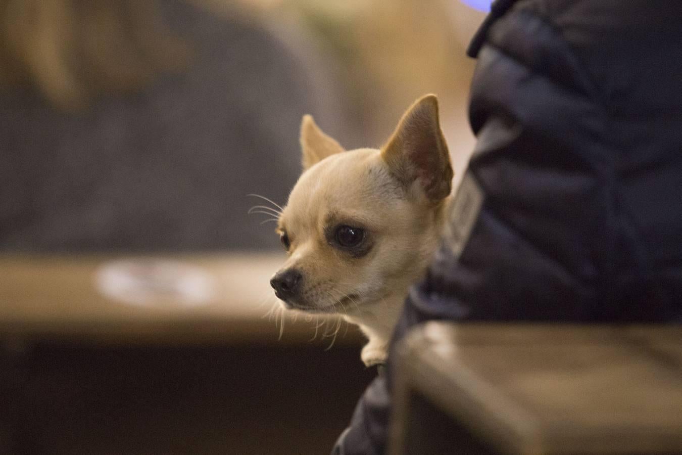 Bendición de animales por San Antón en Sevilla