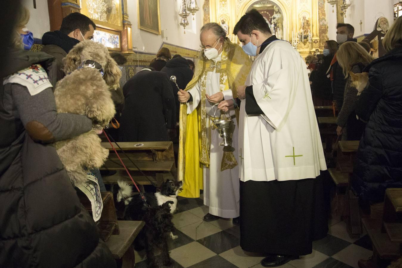 Bendición de animales por San Antón en Sevilla