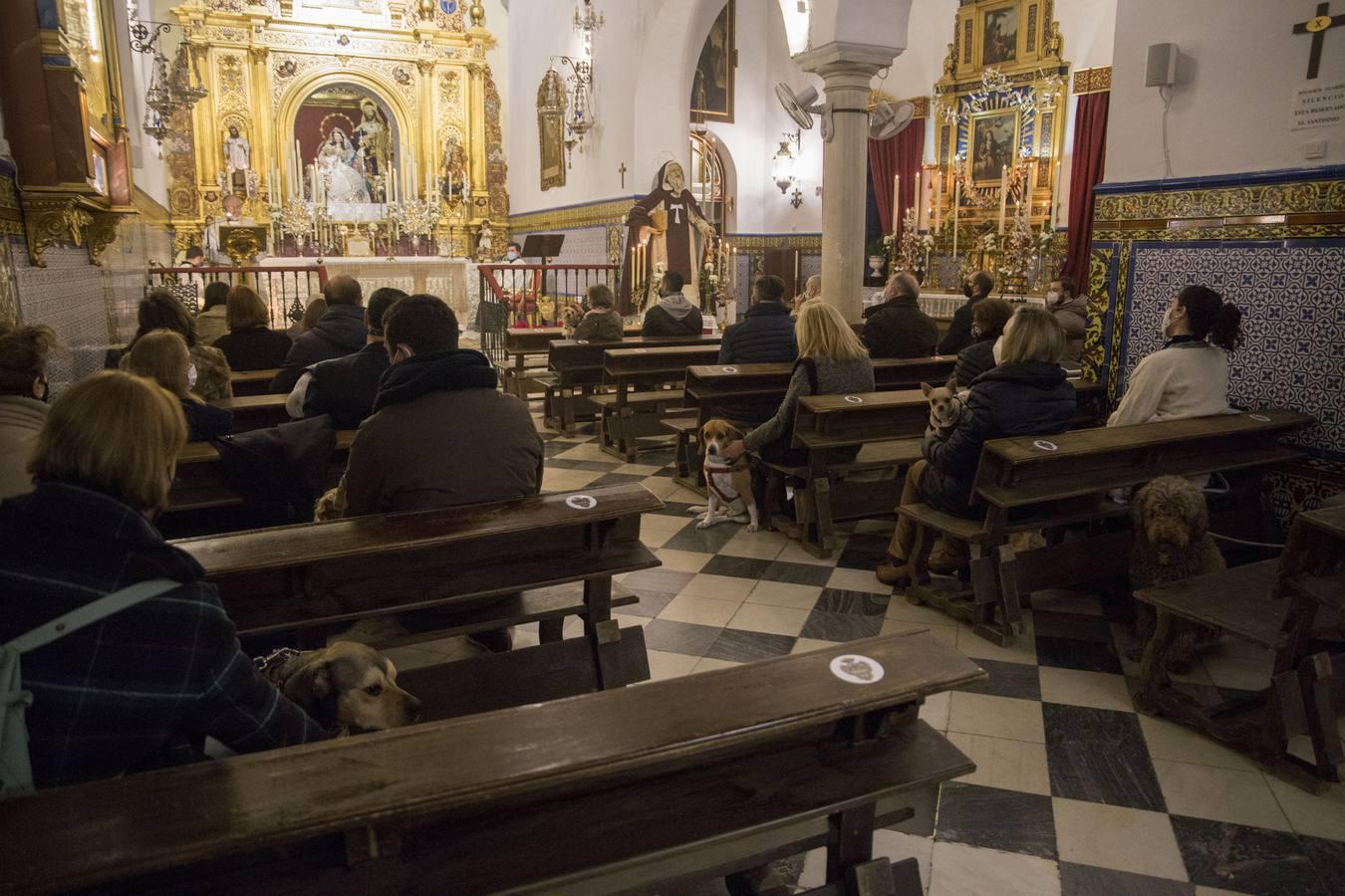 Bendición de animales por San Antón en Sevilla