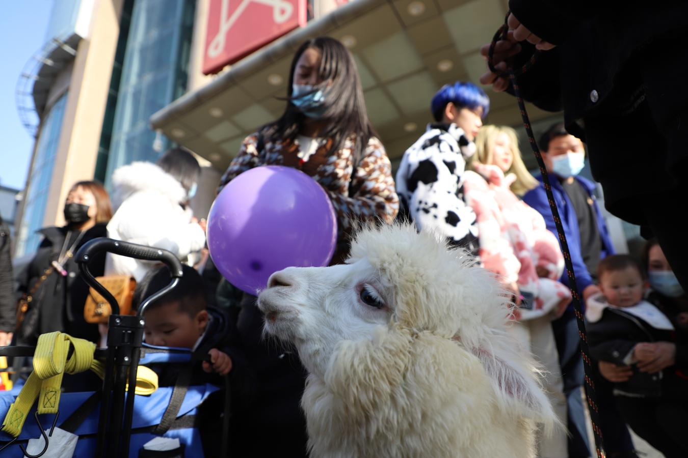 A pesar de los controles, la normalidad reina en Wuhan y hay cafeterías que se anuncian por las calles paseando llamas y gatos para que los clientes toquen su pelo y se relajen. 