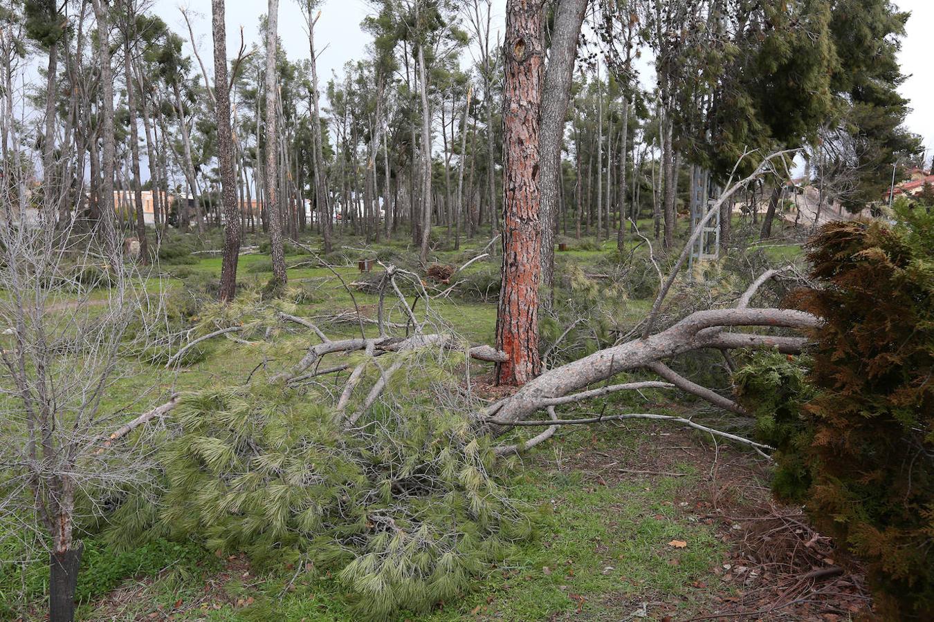 El desastre en el pinar de Olías del Rey, en imágenes