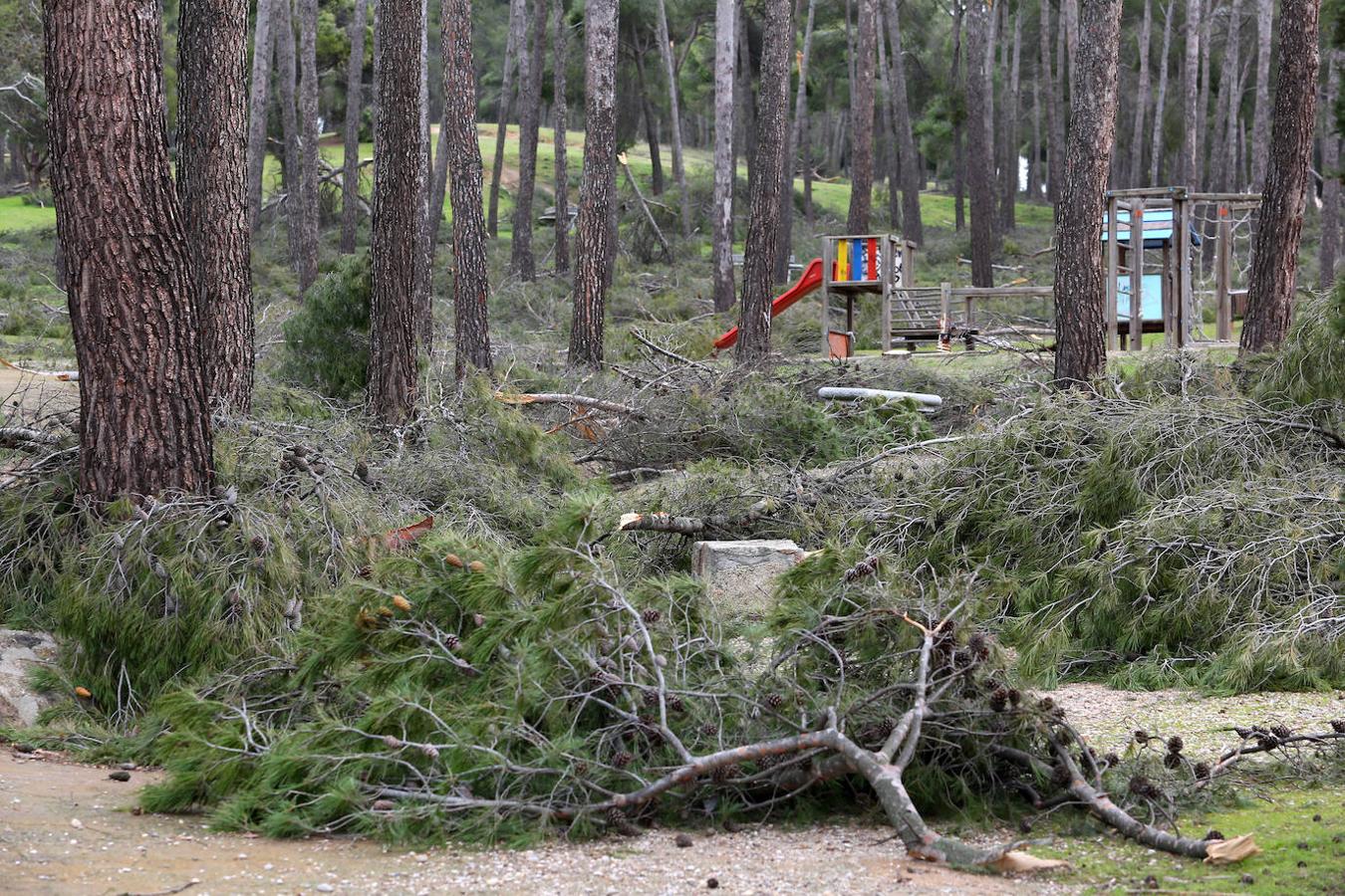 El desastre en el pinar de Olías del Rey, en imágenes