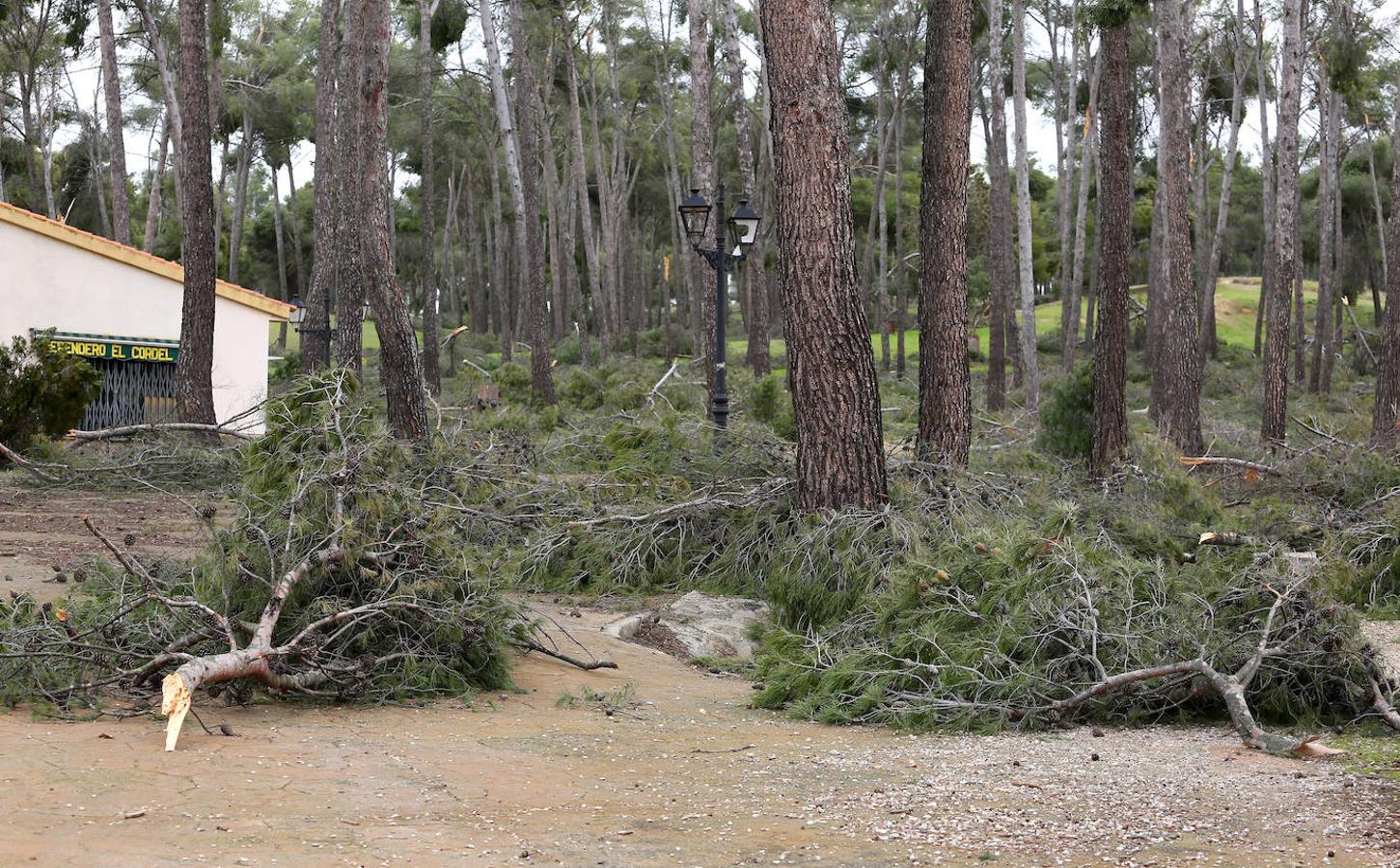 El desastre en el pinar de Olías del Rey, en imágenes