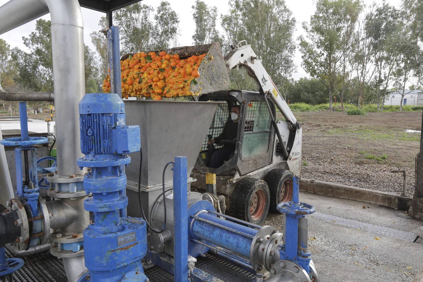 Naranjas que se convertirán en combustible en la estación El Copero