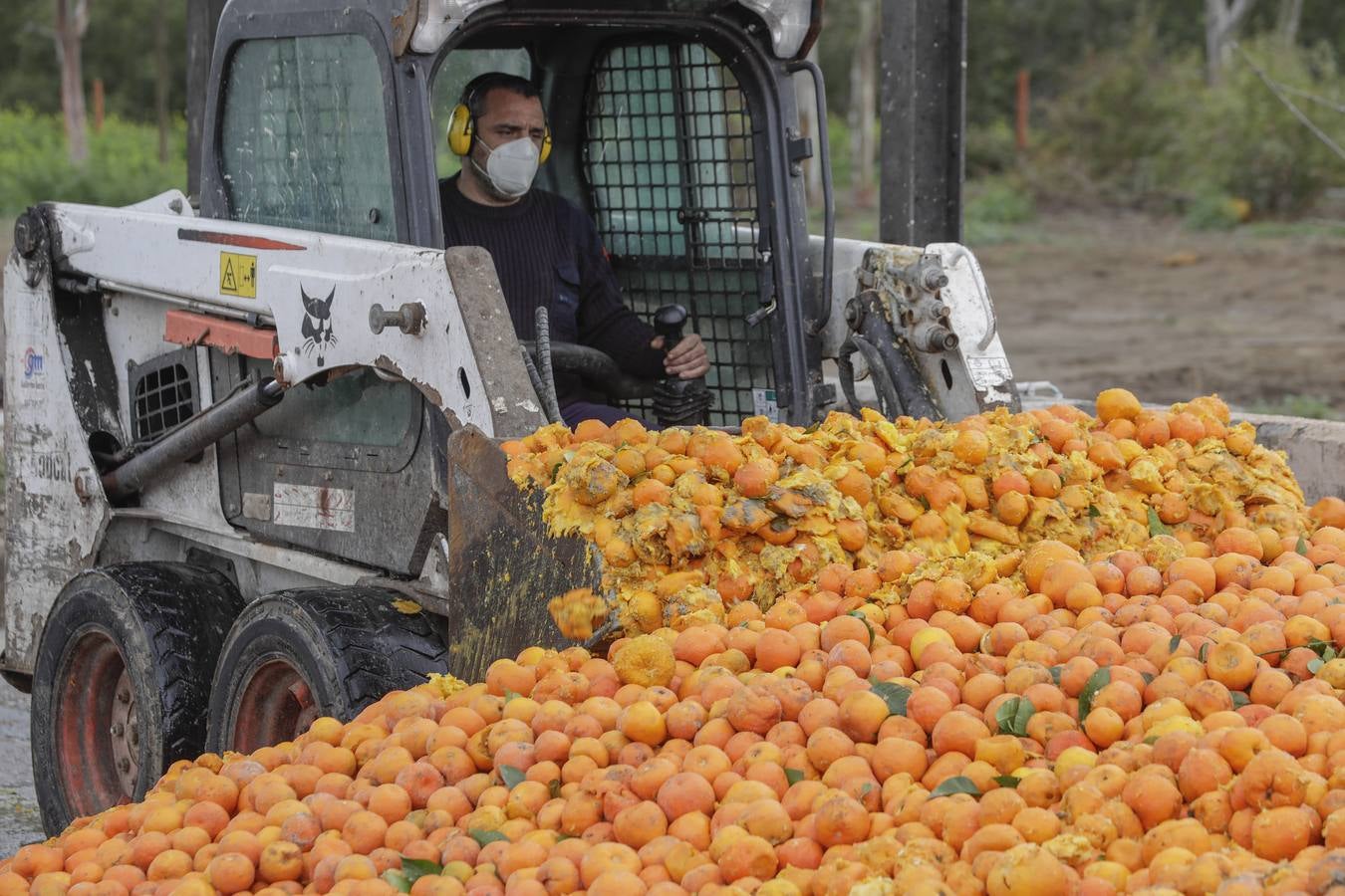 Naranjas que se convertirán en combustible en la estación El Copero