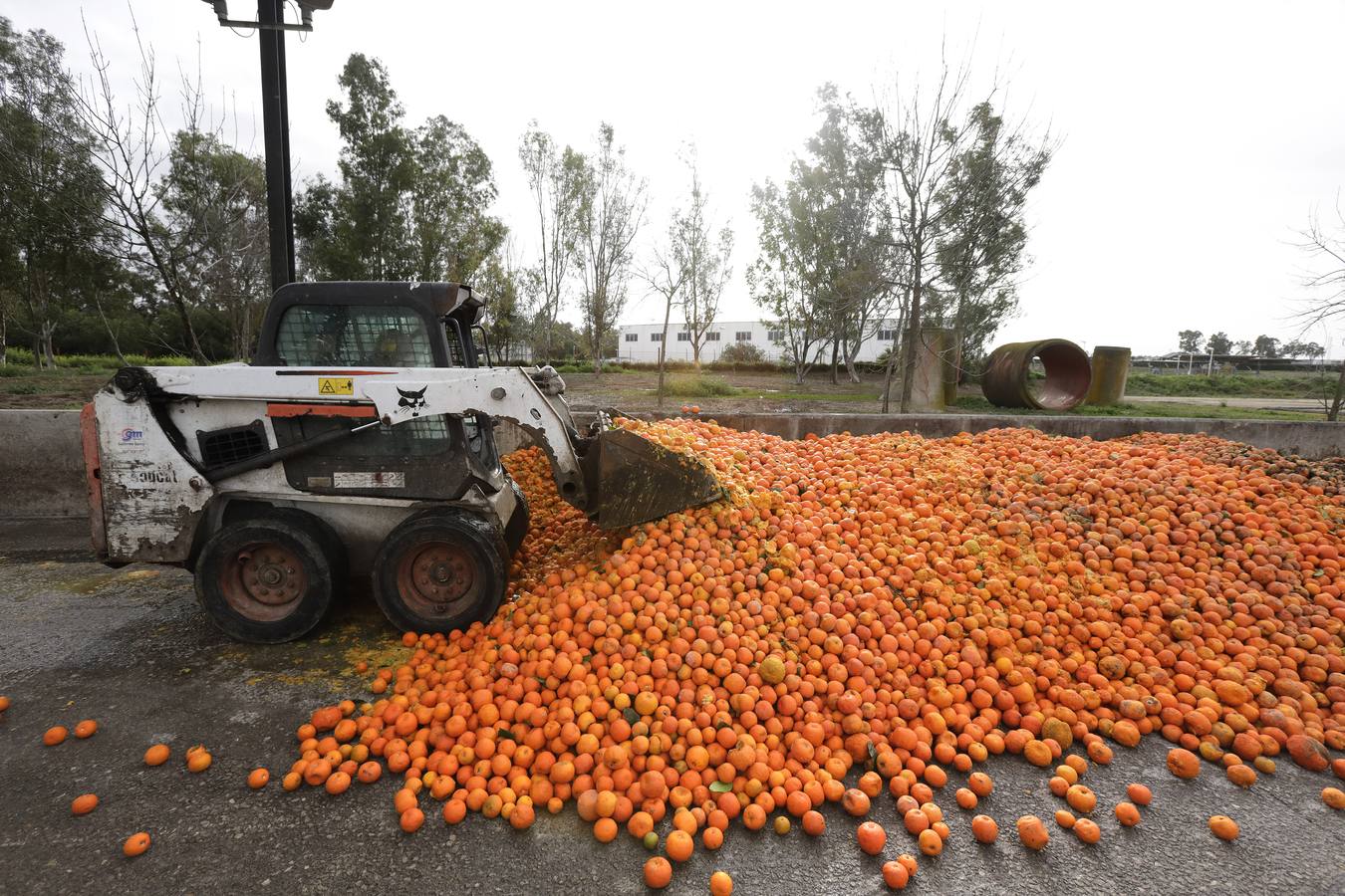 Naranjas que se convertirán en combustible en la estación El Copero