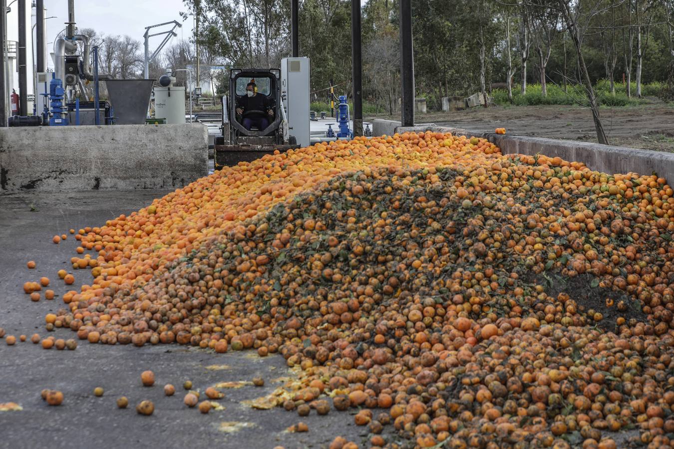 Naranjas que se convertirán en combustible en la estación El Copero