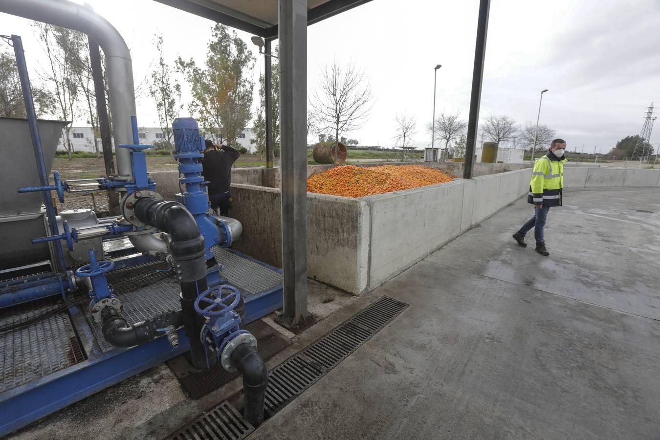 Naranjas que se convertirán en combustible en la estación El Copero