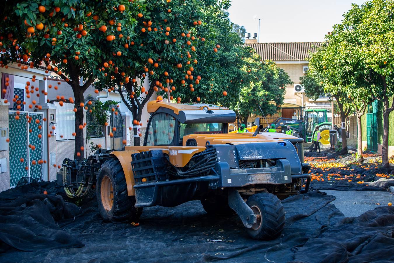 Recogida por acudida mecánica de las naranjas de Sevilla, en imágenes