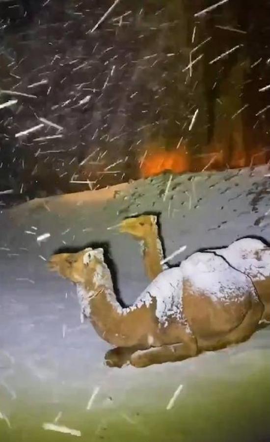 Gran nevada también en Tabuk, en el desierto de Arabia Saudí, que ha dejado a los camellos cubiertos de nieve. 