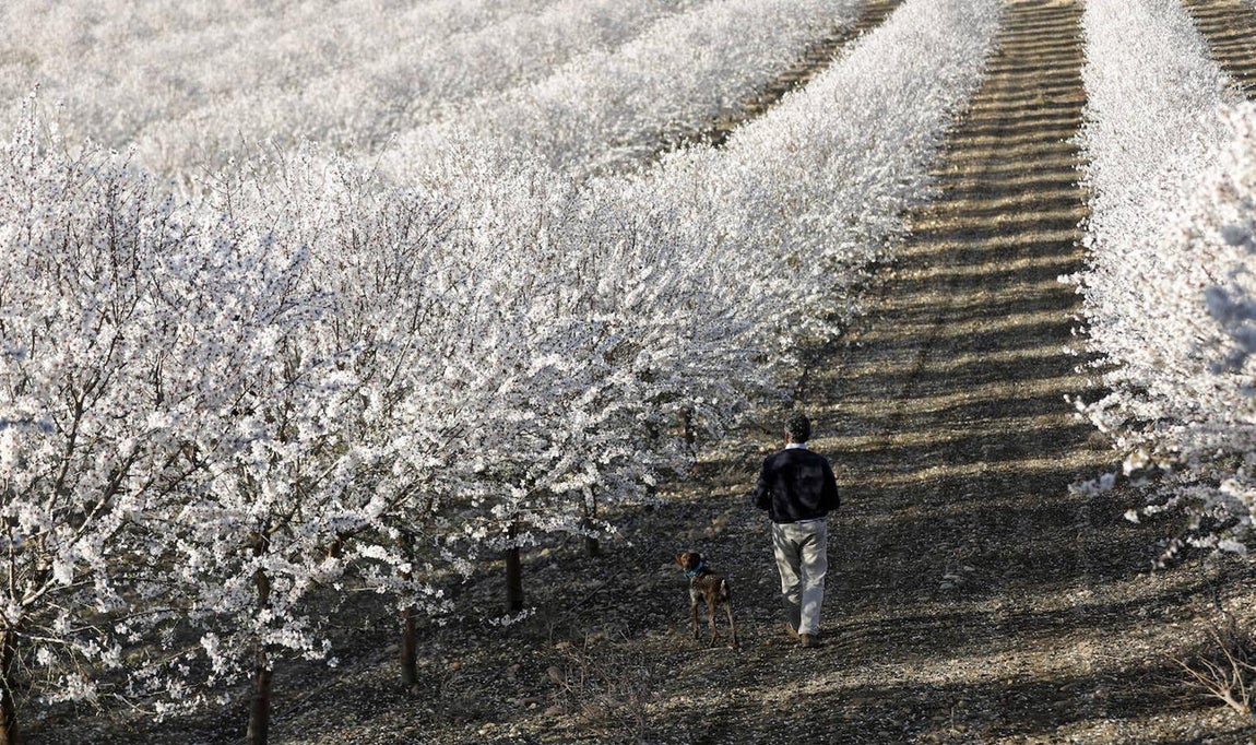 En imágenes, la magia de los almendros en flor de Córdoba