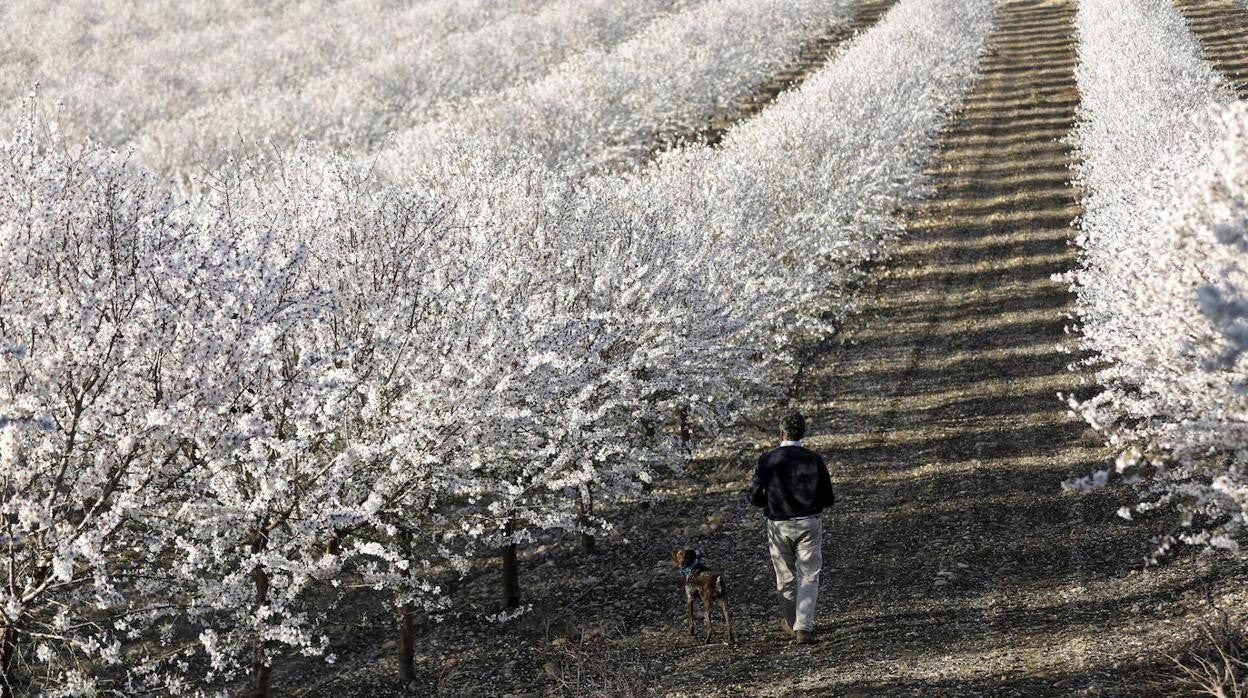 En imágenes, la magia de los almendros en flor de Córdoba