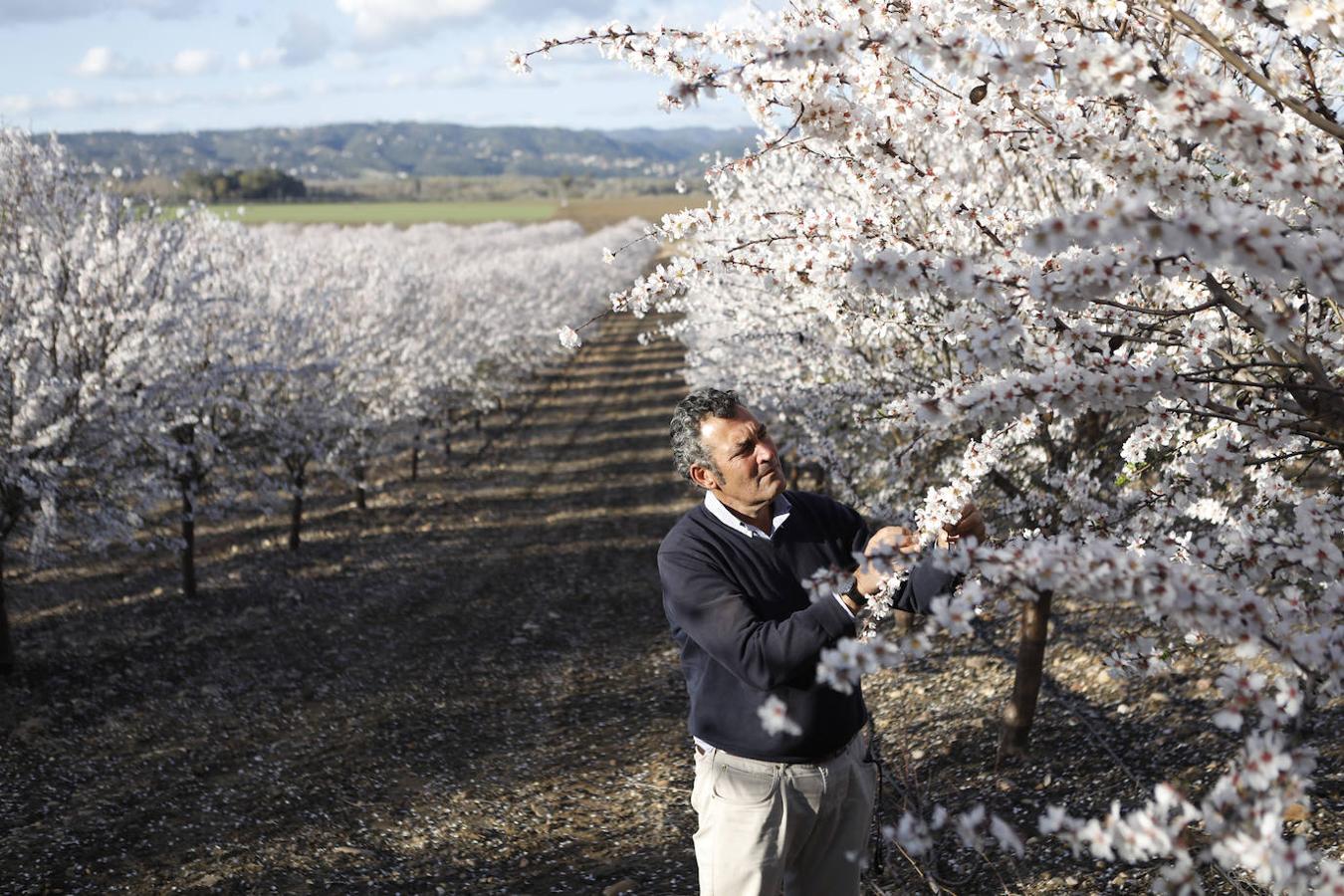 En imágenes, la magia de los almendros en flor de Córdoba