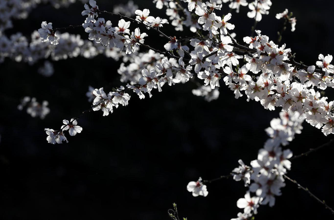 En imágenes, la magia de los almendros en flor de Córdoba