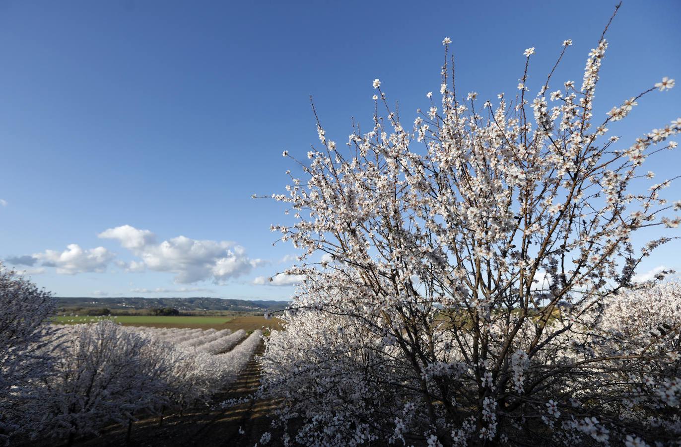 En imágenes, la magia de los almendros en flor de Córdoba