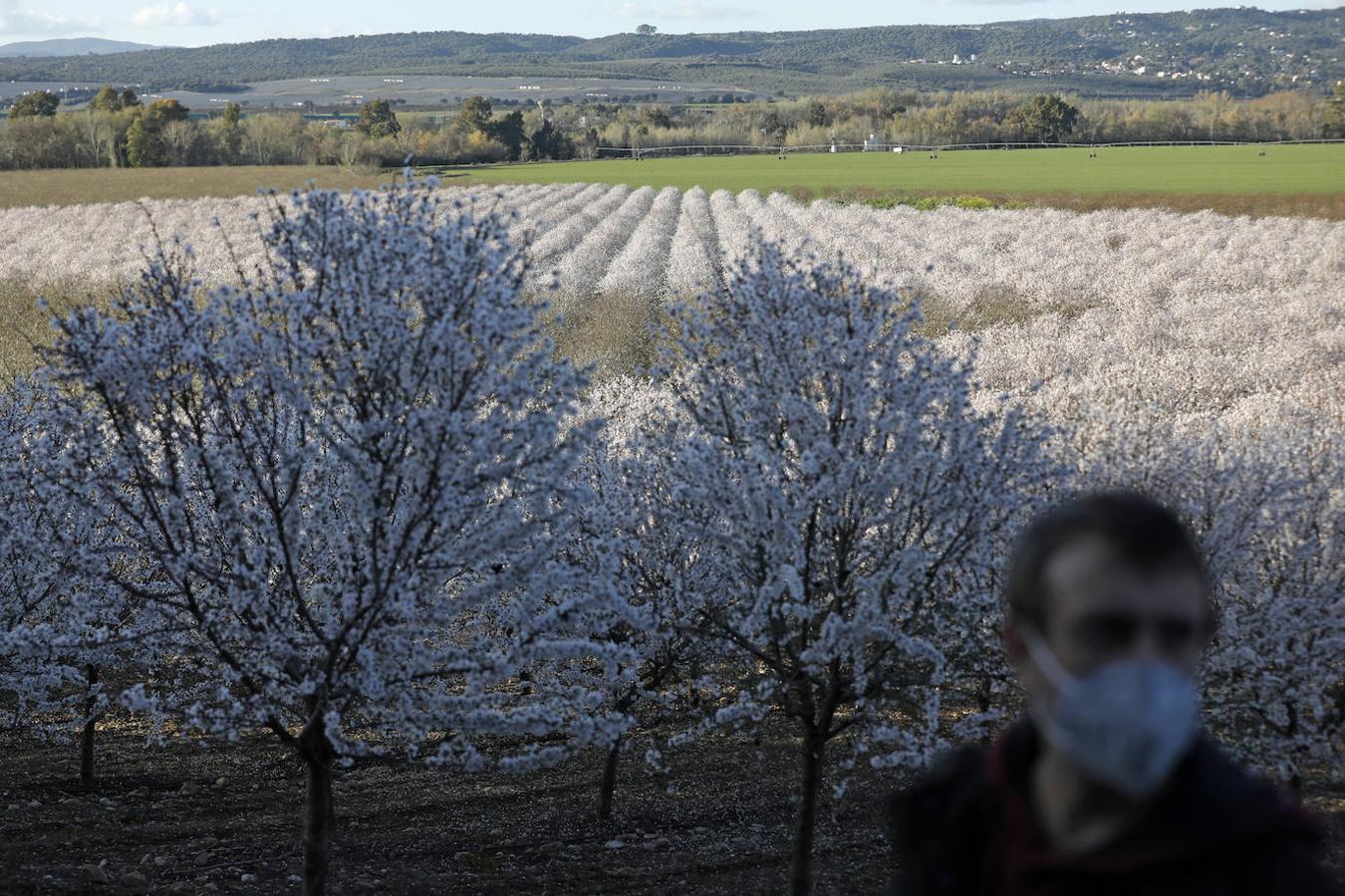 En imágenes, la magia de los almendros en flor de Córdoba