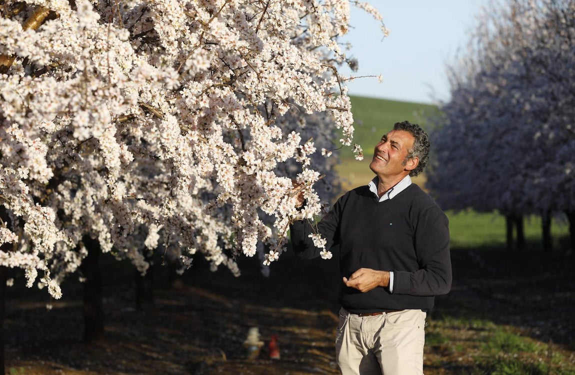 En imágenes, la magia de los almendros en flor de Córdoba
