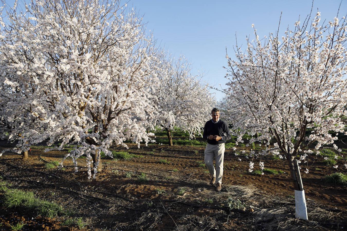 En imágenes, la magia de los almendros en flor de Córdoba