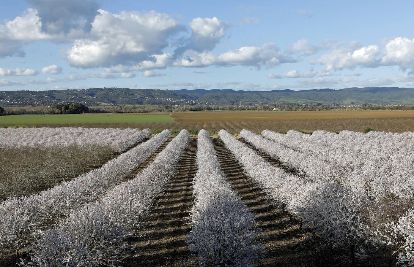 En imágenes, la magia de los almendros en flor de Córdoba