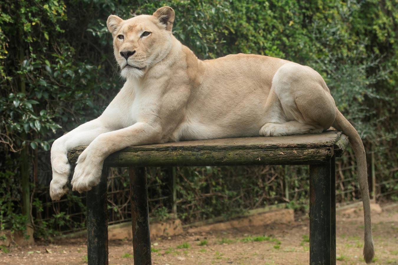 Fotogalería: Nace «The White King»,  pequeño león blanco de Sevilla