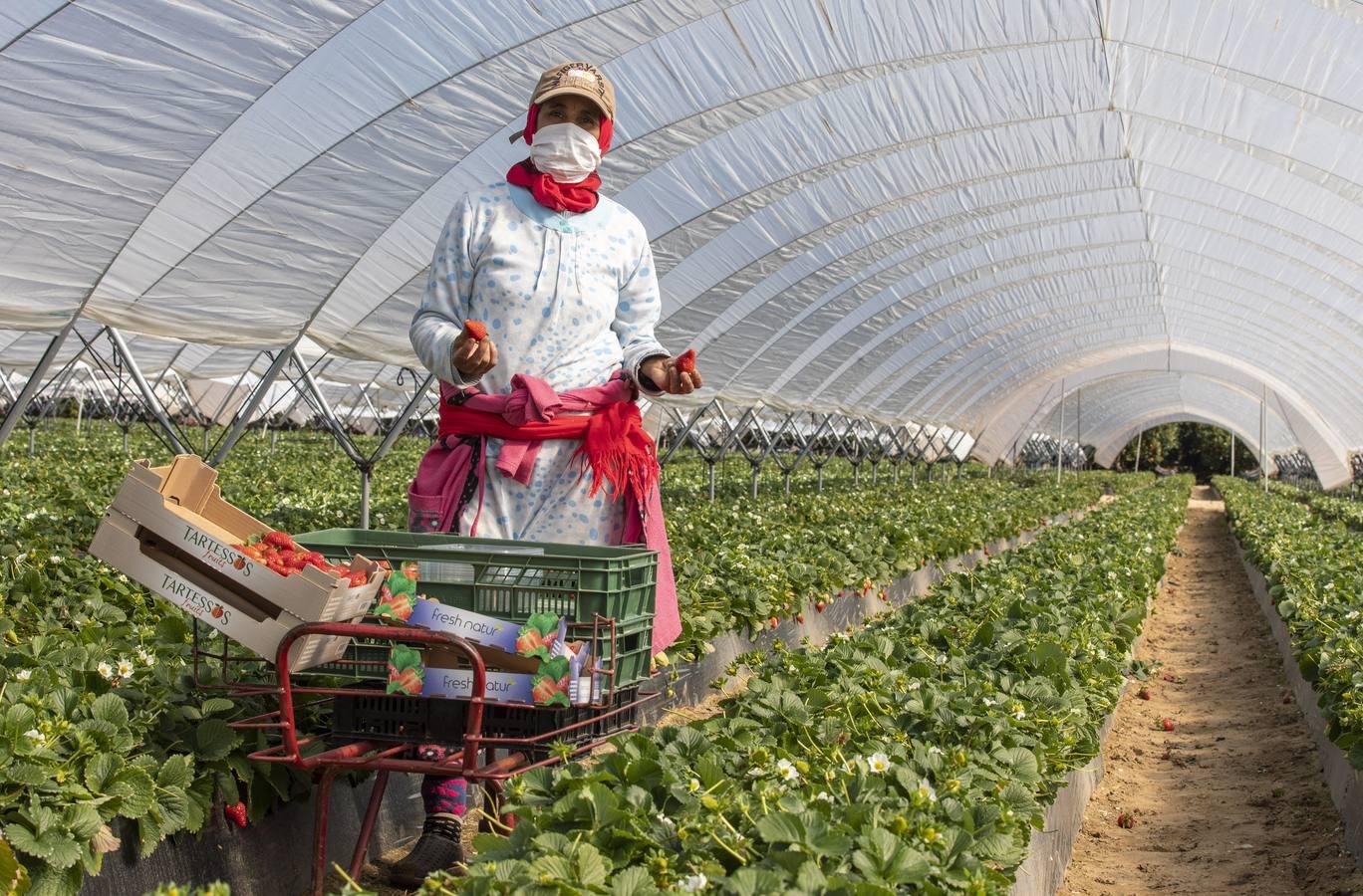 Campos de fresas: en busca de la fruta perfecta