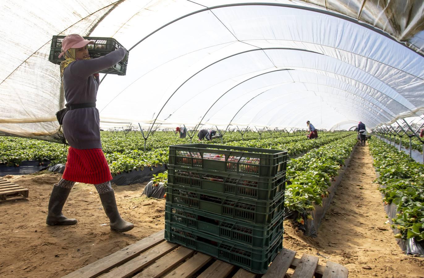 Campos de fresas: en busca de la fruta perfecta