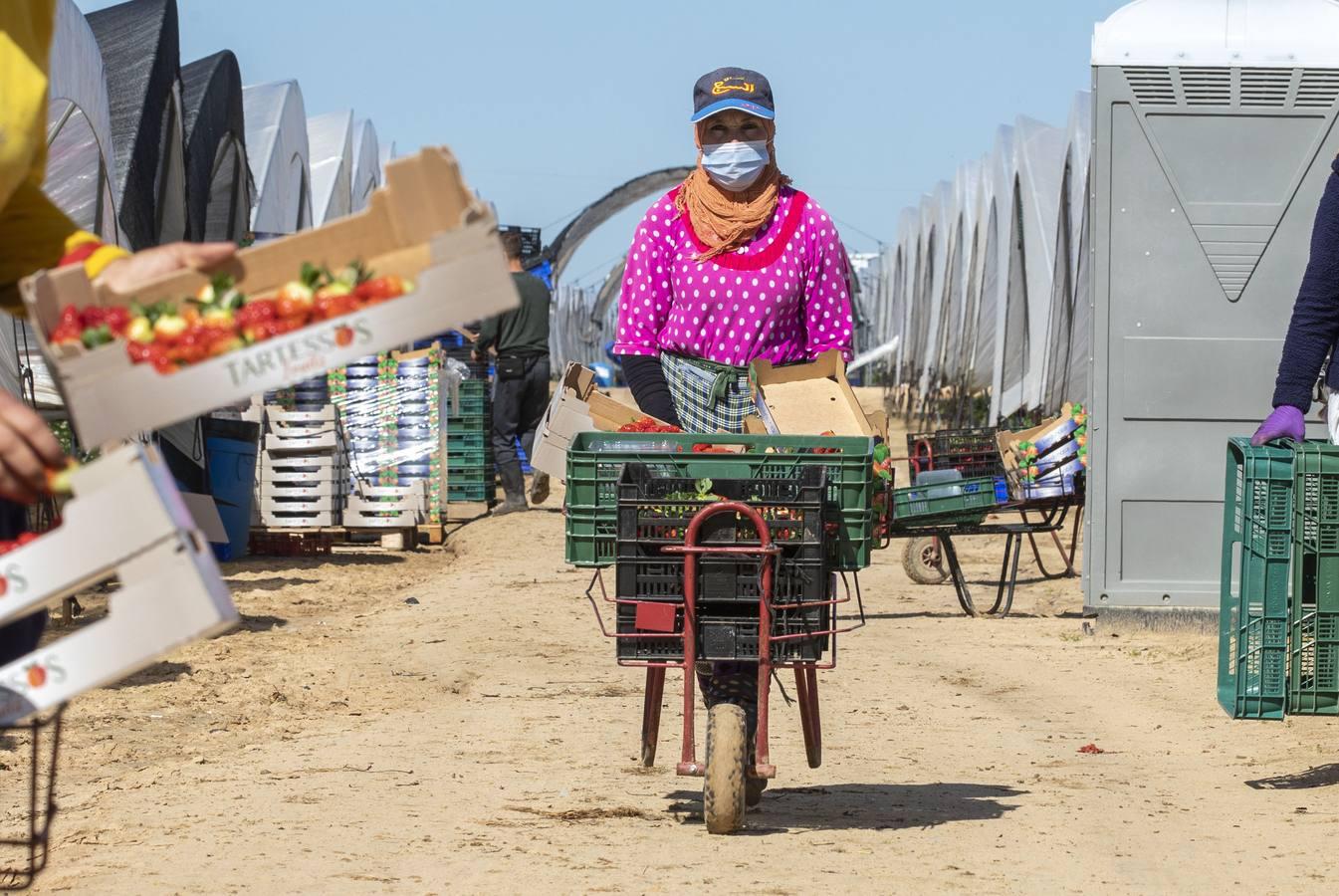 Campos de fresas: en busca de la fruta perfecta