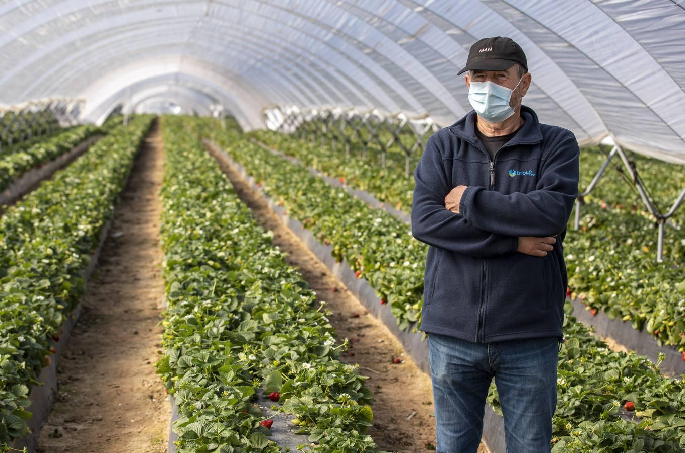 Campos de fresas: en busca de la fruta perfecta