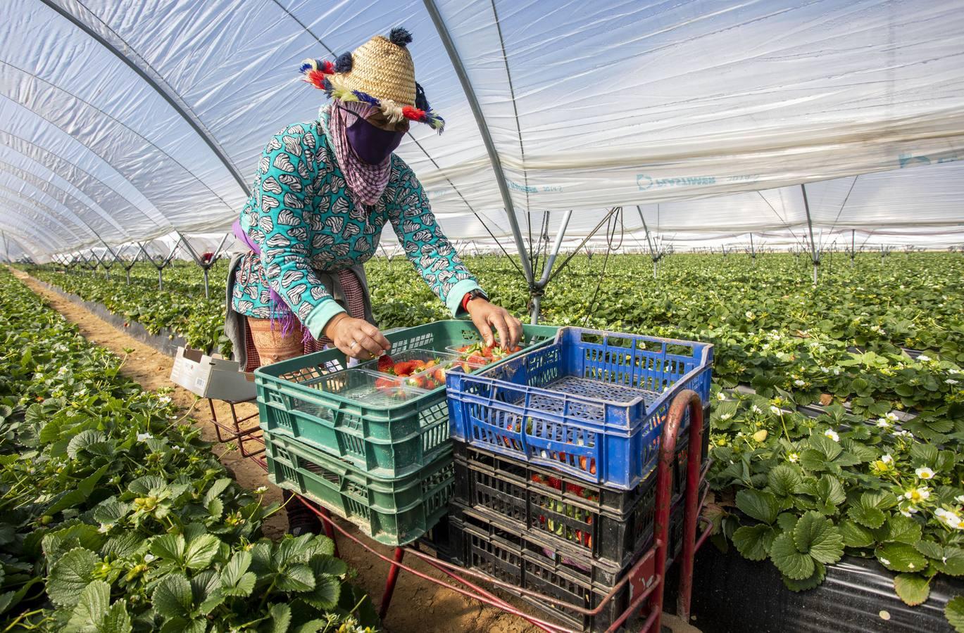 Campos de fresas: en busca de la fruta perfecta