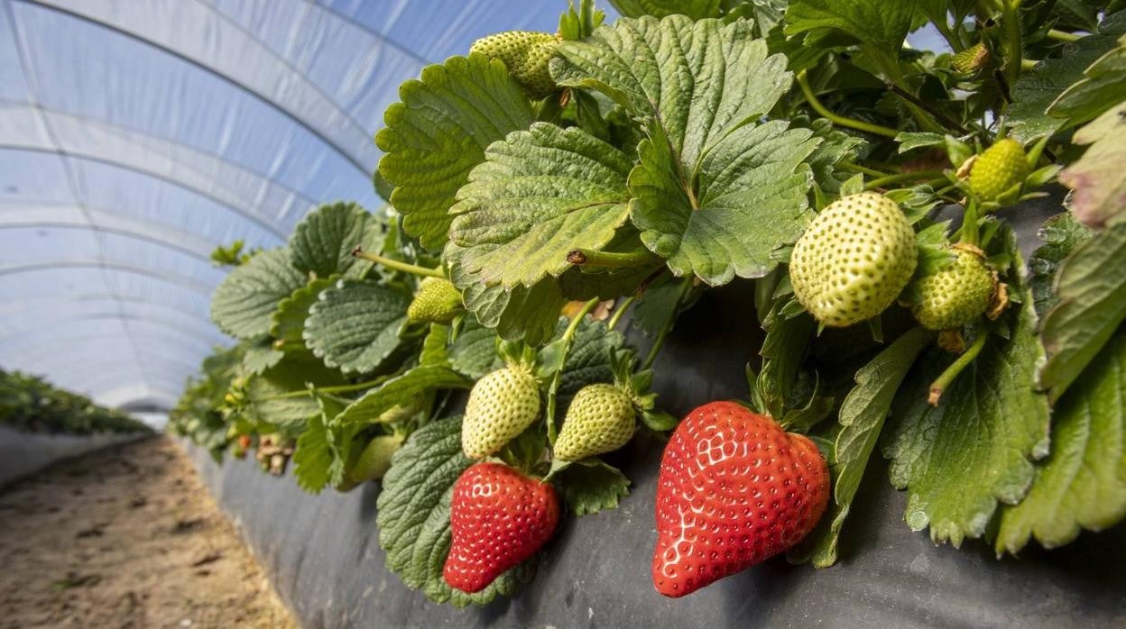 Campos de fresas: en busca de la fruta perfecta